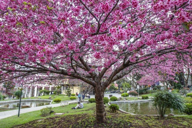 Onde encontrar as flores de cerejeira na temporada de inverno.